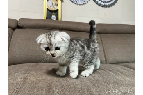 販売中の茨城県のスコティッシュフォールド(折れ耳)-118857の2枚目